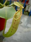 Nepenthes pilosa x veitchii